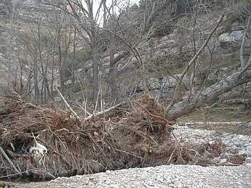 fontarbre.jpg (21680 bytes)