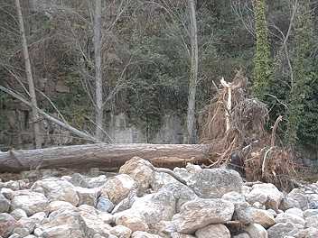 pontarbre3.jpg (20073 bytes)